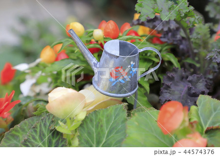 カラフルな五色トウガラシと花の寄せ植え 44574376