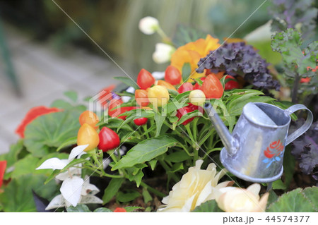 カラフルな五色トウガラシと花の寄せ植え カラフルな五色トウガラシと花の寄せ植え 44574377