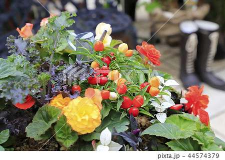カラフルな五色トウガラシと花の寄せ植え 44574379