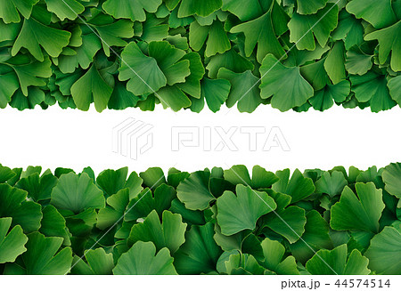 Ginkgo Biloba Border 44574514