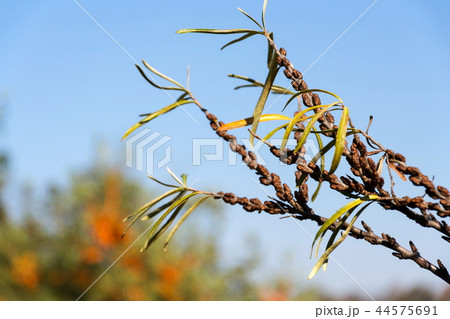 Hippophae rhamnoides male plants detail Hippophae rhamnoides male plants detail 44575691