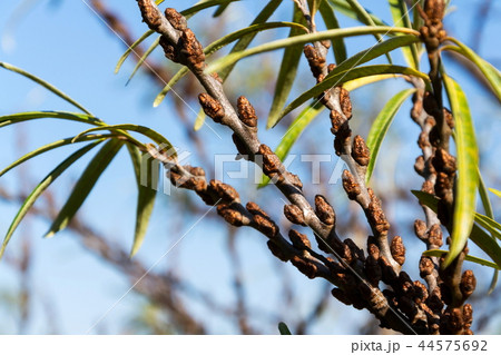 Hippophae rhamnoides male plants detail Hippophae rhamnoides male plants detail 44575692