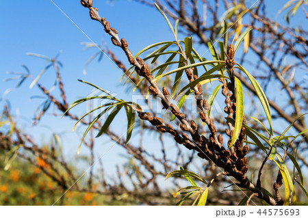 Hippophae rhamnoides male plants detail Hippophae rhamnoides male plants detail 44575693