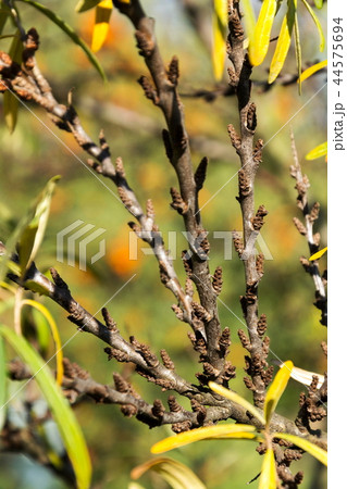 Hippophae rhamnoides male plants detail Hippophae rhamnoides male plants detail 44575694
