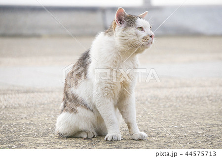 老猫 エジプト座り 老猫 エジプト座り 44575713