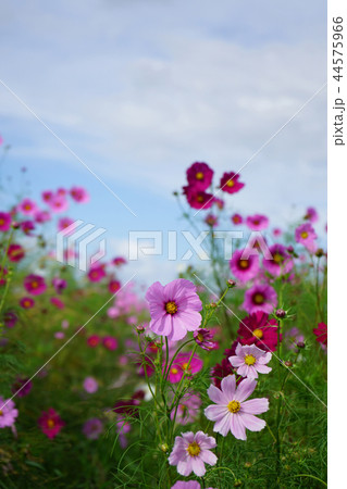 秋桜 秋 宮ノ下コスモス広苑 秋桜 秋 宮ノ下コスモス広苑 44575966