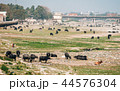 Pasture of cows, Agra, India 44576304