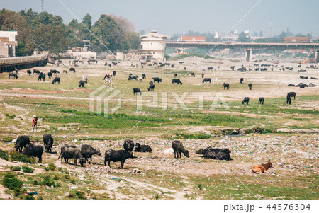 Pasture of cows, Agra, India 44576304