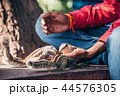 Chipmunks takes feed from the hand, Agra, India 44576305