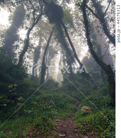 Foggy forest near Sintra, Portugal 44576313