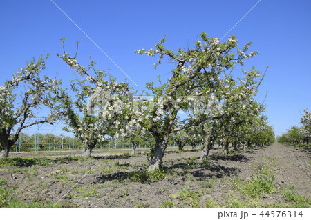 Blooming apple orchard. Adult trees bloom in the apple orchard. Fruit garden 44576314