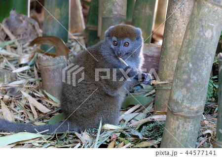マダガスカルのバンブーキツネザル 44577141
