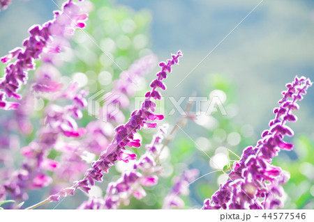 光の中のサルビアレウカンサ 光の中のサルビアレウカンサ 44577546