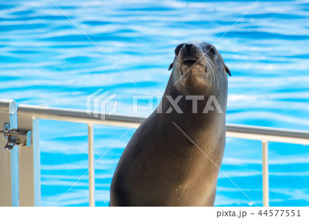 まだかなー まだかなー 44577551