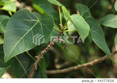 自然　植物　サキシマハマボウ、擬宝珠を逆さにぶら下げたような果実。大きさは三～四センチほど 44577628