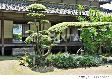 初夏の飫肥城　豫章館 44577827