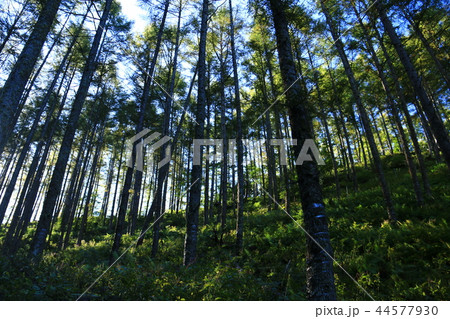 南アルプス塩見岳　山頂への道　鳥倉ルート　朝陽がこぼれるカラマツ帯 44577930