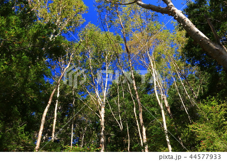南アルプス塩見岳　山頂への道　鳥倉ルート　青空とダケカンバ 44577933