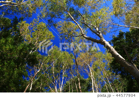 南アルプス塩見岳　山頂への道　鳥倉ルート　青空とダケカンバ 44577934