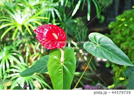 真赤なアンスリウムの花の写真素材