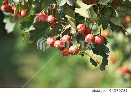 塩害を受けたオオミサンザシの葉と実 44579781