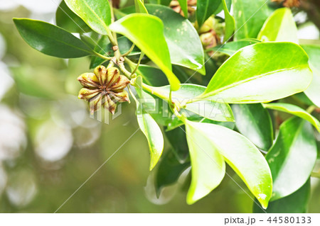 シキミの実 44580133
