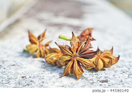 シキミの実 44580140