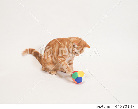 ボールで遊ぶ仔猫（にゃーすけ） 44580147