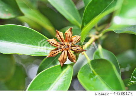 シキミの実 シキミの実 44580177