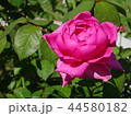 中之島バラ園 44580182