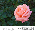 中之島バラ園 44580184