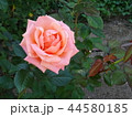 中之島バラ園 44580185