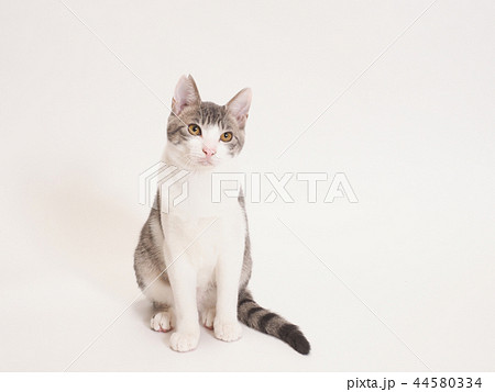 お座りした仔猫（ゆず） 44580334