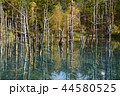 青い池　秋 44580525