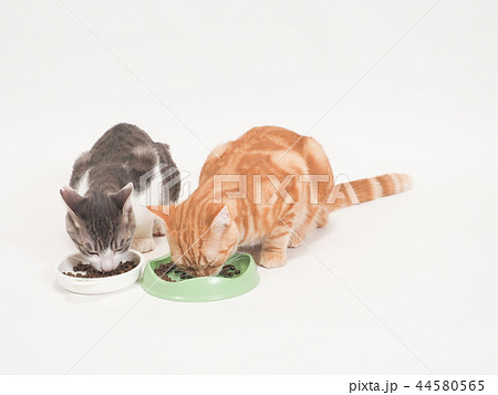餌を食べる二匹の仔猫（ゆず＆にゃーすけ） 44580565