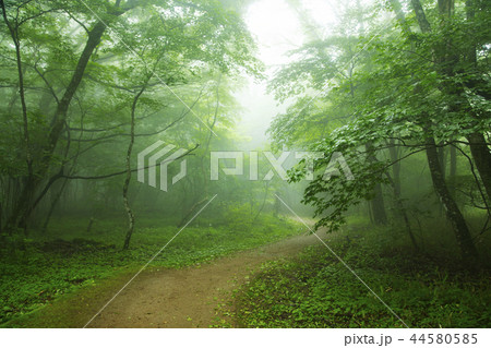 男池湧水群の原生林 男池湧水群の原生林 44580585