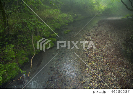 男池湧水群の原生林 男池湧水群の原生林 44580587