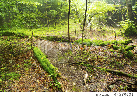 男池湧水群の原生林 44580601