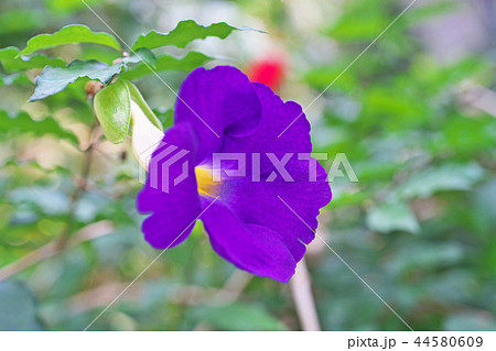 藍色のツンベルギア・フォーゲリアナの花 44580609