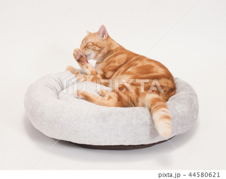 ベッドでグルーミングをする仔猫（にゃーすけ） 44580621