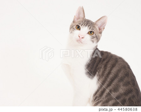お座りした仔猫のポートレート（ゆず） 44580638