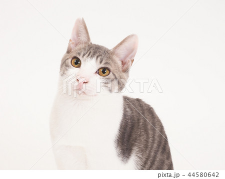 お座りした仔猫のポートレート(ゆず) お座りした仔猫のポートレート(ゆず) 44580642