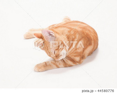 グルーミングをする仔猫（にゃーすけ） 44580776