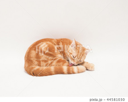 グルーミングをする仔猫（にゃーすけ） 44581030