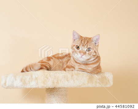 キャットタワーに乗る仔猫(にゃーすけ) キャットタワーに乗る仔猫(にゃーすけ) 44581092