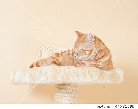 眠る仔猫(にゃーすけ) 眠る仔猫(にゃーすけ) 44581099