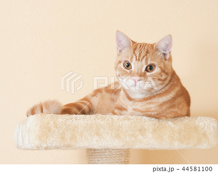 キャットタワーに乗る仔猫(にゃーすけ) キャットタワーに乗る仔猫(にゃーすけ) 44581100