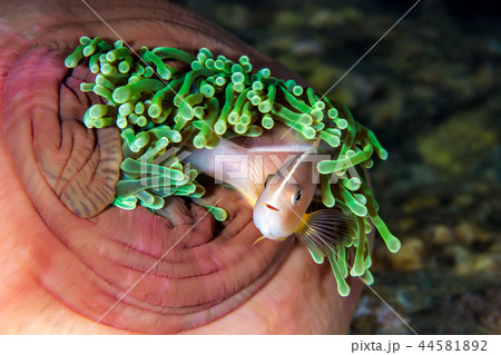 The Skunk Anemonefish, fish The Skunk Anemonefish, fish 44581892
