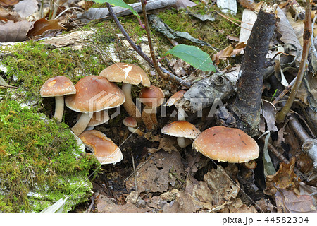 クリタケ 44582304