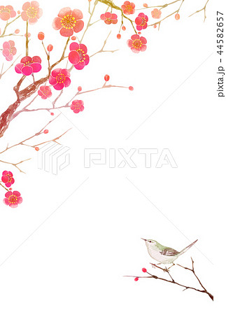 梅の花 年賀 寒中見舞い テンプレートb 水彩 イラストのイラスト素材